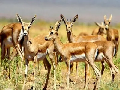 هیچ مجوزی برای شکار در استان خراسان رضوی صادر نشده است