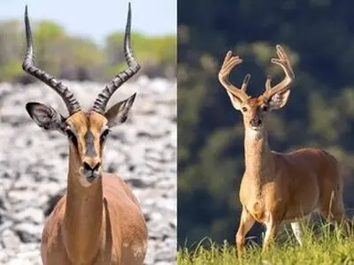 آهو با گوزن چه فرقی دارد؟