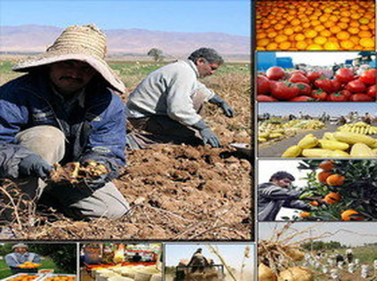 مصوبه پرداخت 900 میلیارد تومانی برای خرید تضمینی محصولات کشاورزی