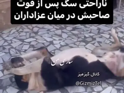 ناراحتی سگ پس از فوت صاحبش در میان عزاداران + فیلم