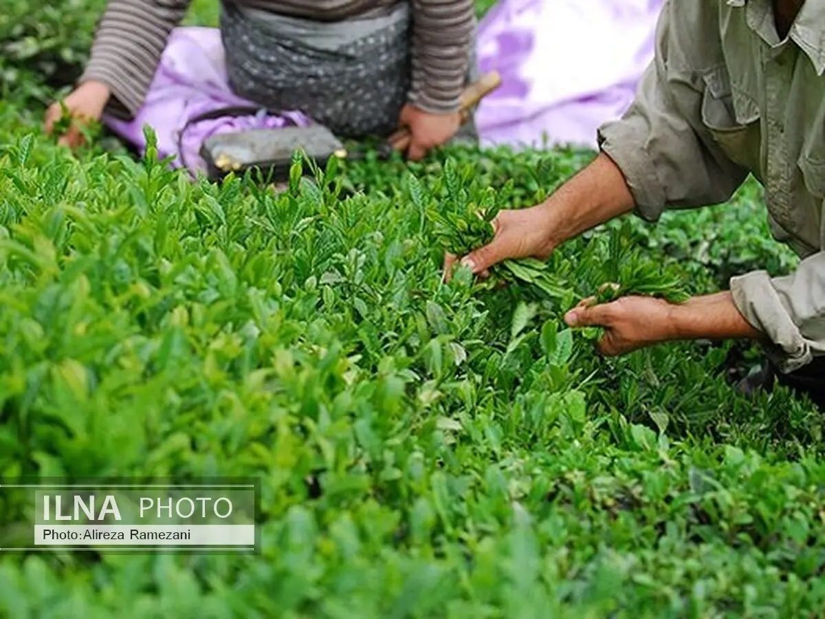 پرداخت 80 درصد از مطالبات چایکاران