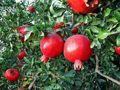 آغاز برداشت انار بجستان از حدود یکهزار هکتار از باغات سطح زیر کشت  بجستان
