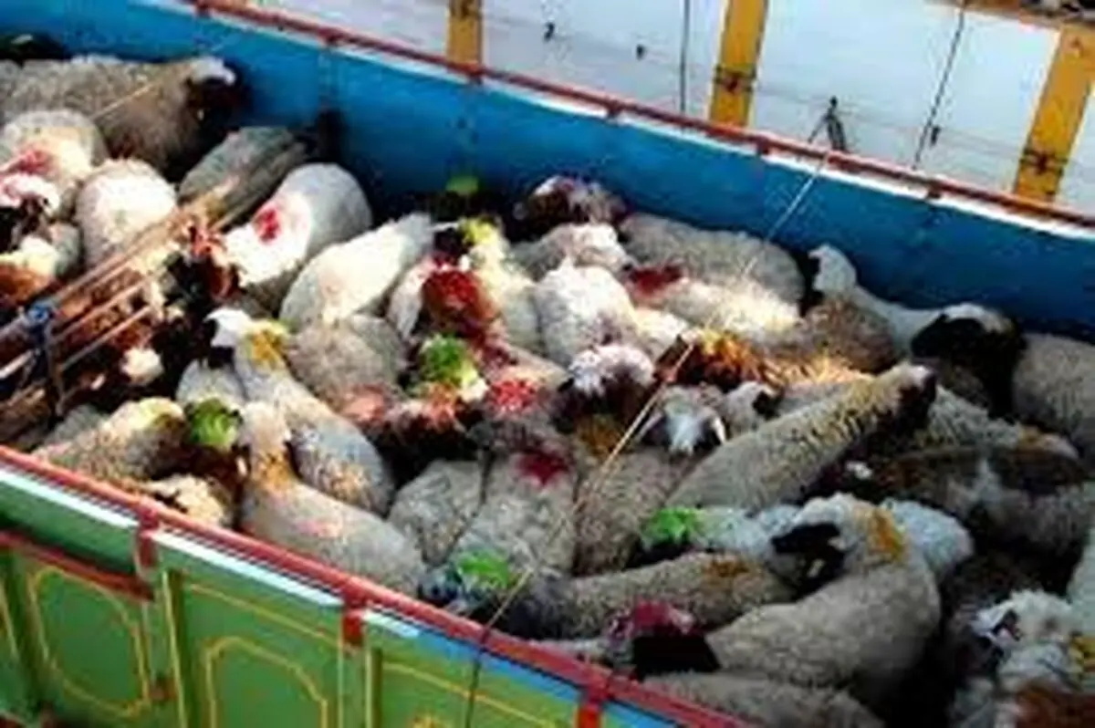 ضبط 106 راس گوسفند و جریمه 56 میلیاردی متخلف در تاکستان