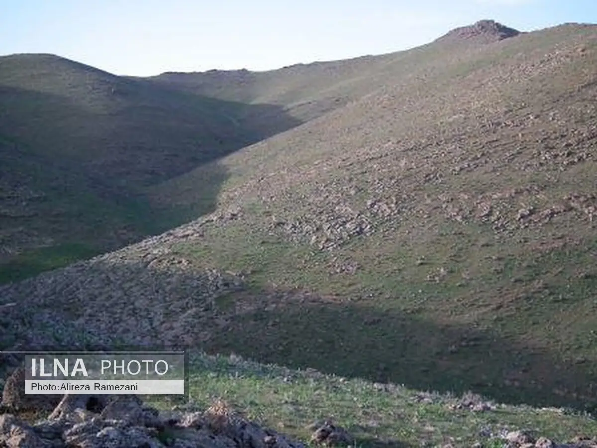 زیستگاه قوچ و میش ارمنی در شهرستان بوکان مطلوب است