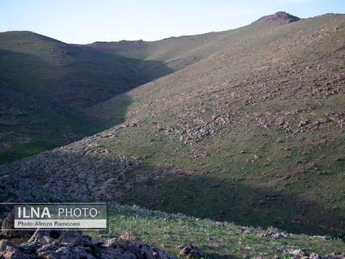 زیستگاه قوچ و میش ارمنی در شهرستان بوکان مطلوب است