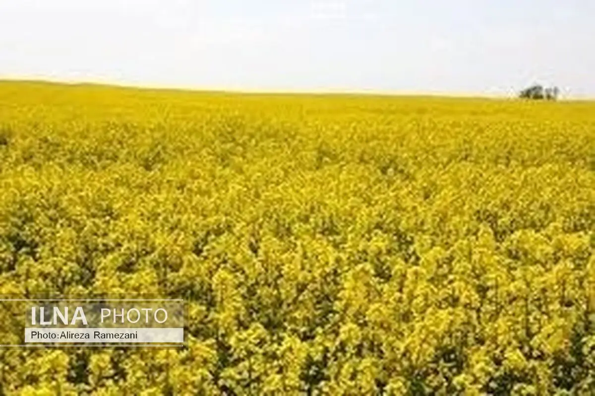 67 هزارتن کلزا در کشورخریداری شد 