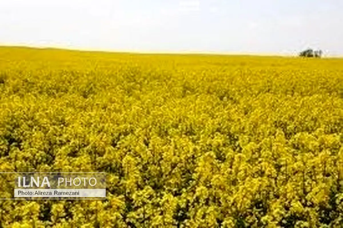 67 هزارتن کلزا در کشورخریداری شد