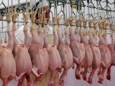 رکورد کشتار طیور در ۲۲۰ کشتارگاه از مرز ۴ میلیون قطعه گذشت