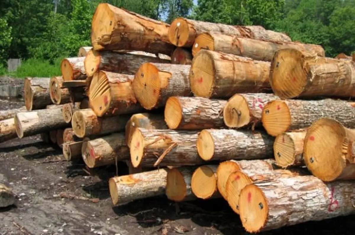 کشف ۲.۵ تن چوب قاچاق در جنوب غرب پایتخت