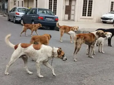 برخورد قانونی با هرگونه ترک فعل مدیران در خصوص جمع‌آوری سگ‌های بلاصاحب 