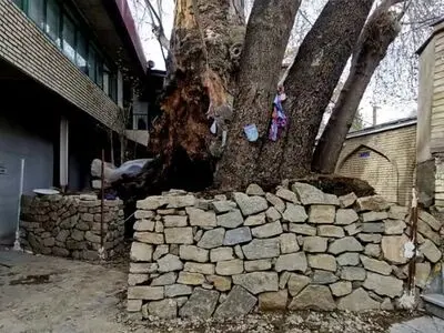 پیشرفت ۷۰ درصدی عملیات حفاظت از چنارهای کهنسال مسجد جامع برغان 