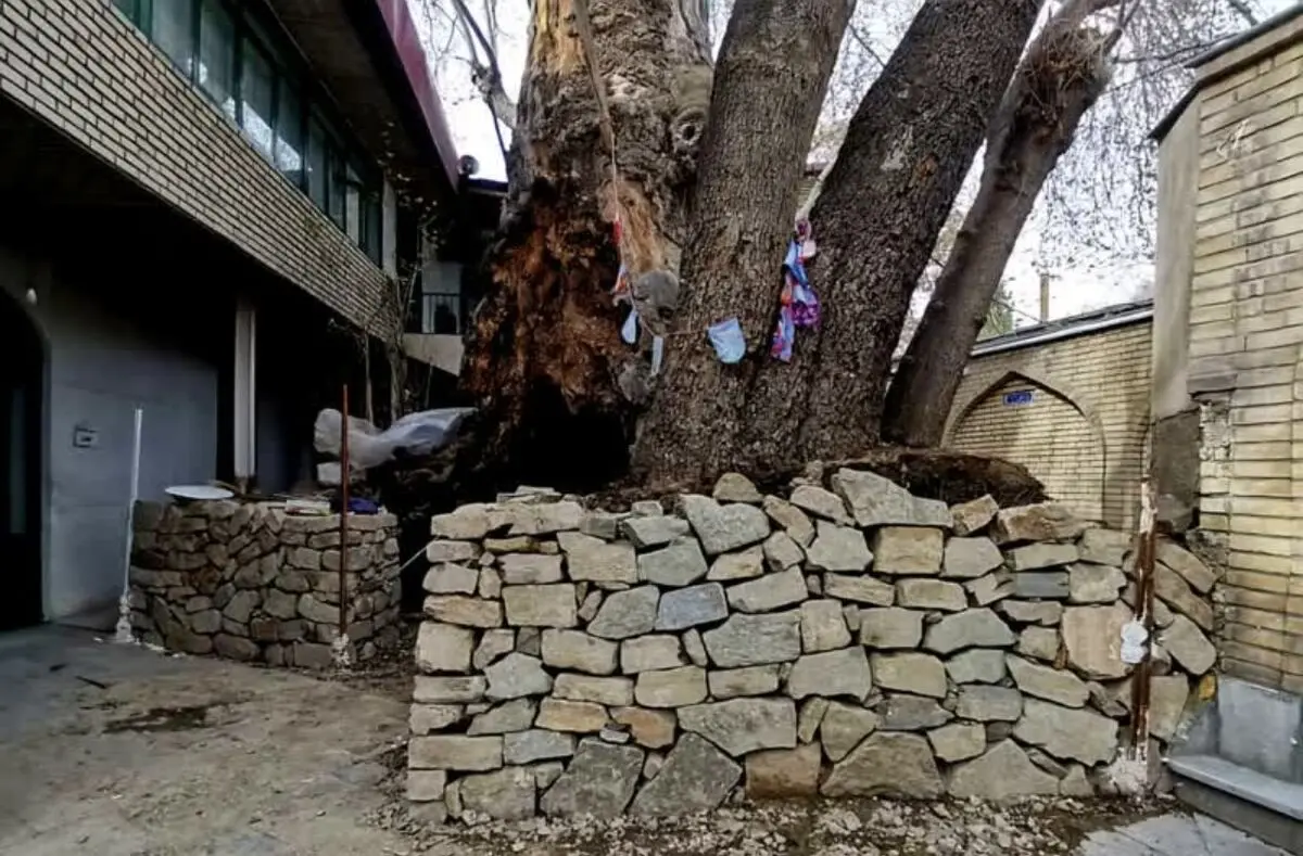 پیشرفت ۷۰ درصدی عملیات حفاظت از چنارهای کهنسال مسجد جامع برغان 