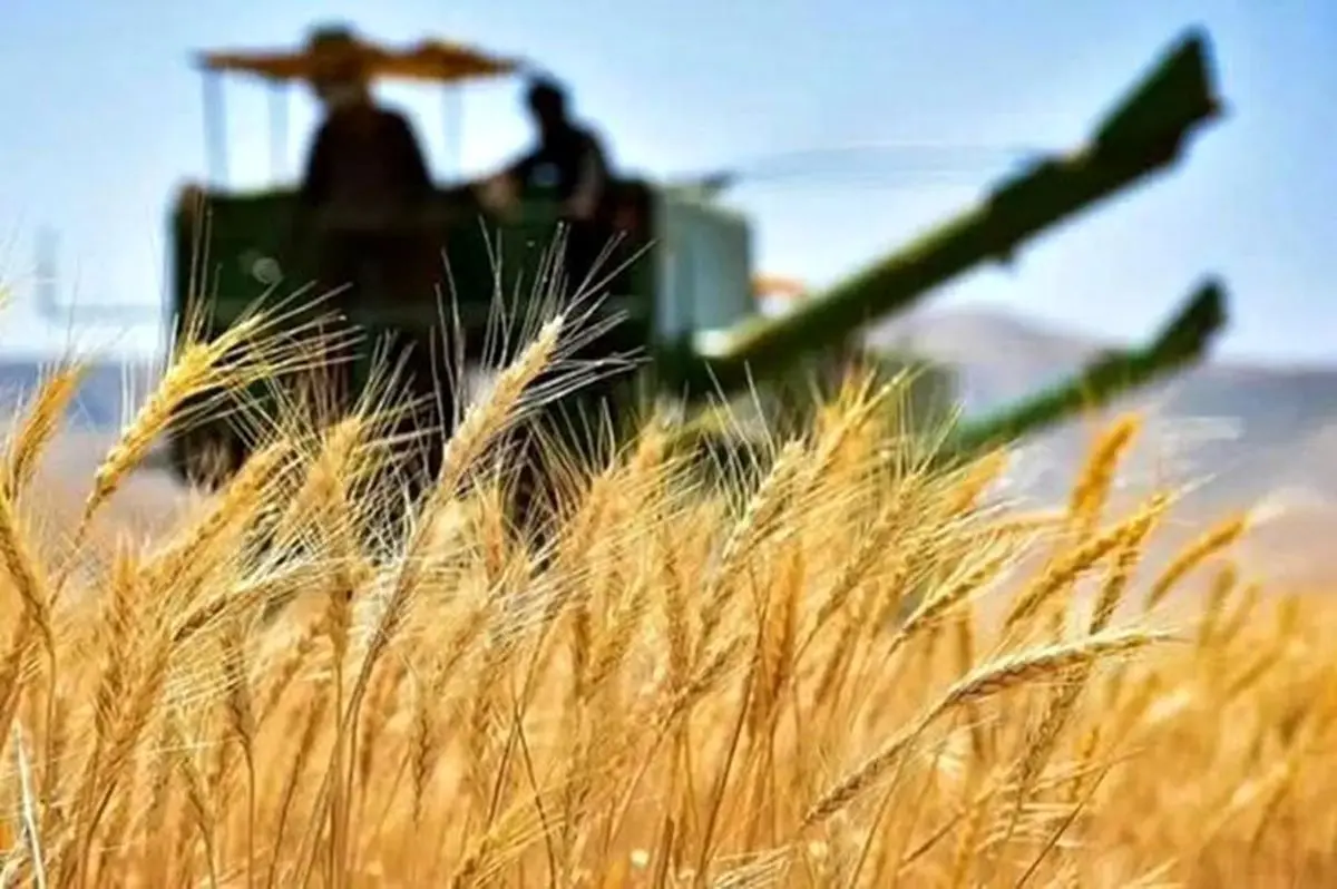 خرید تضمینی ۷هزار تن گندم تا کنون در گلستان