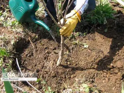 کاشت 90 هزار نهال و درختچه و جعبه گُل برای "استقبال از بهار" در کرمانشاه
