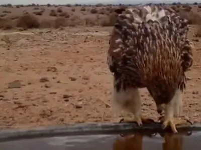 مشاهده یک گونه بسیار نادر از پرنده‌ها به نام "عقاب شاهی" در یزد + فیلم