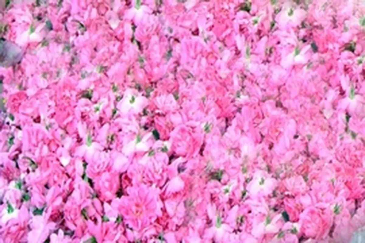 برای نخستین بار گلاب‌گیری گل محمدی در آمل انجام شد