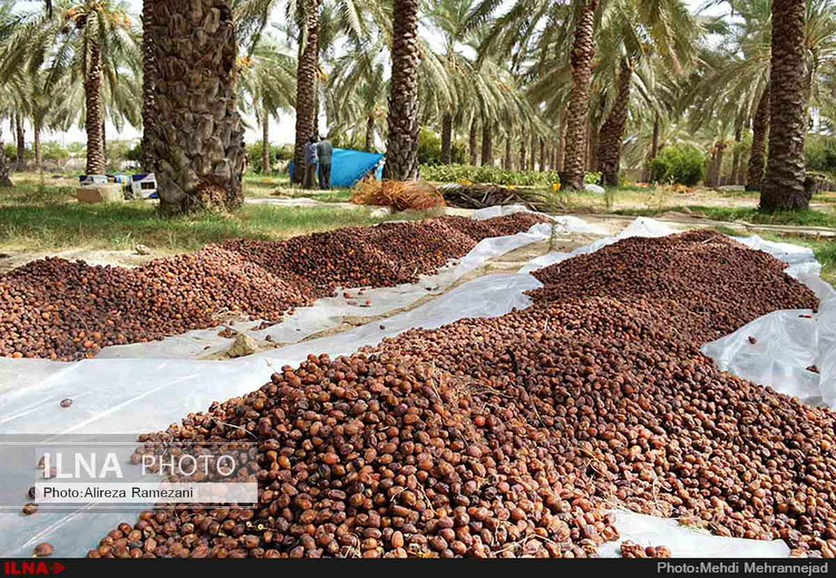 صدور ۴۵۹ گواهینامه انطباق صادراتی خرما