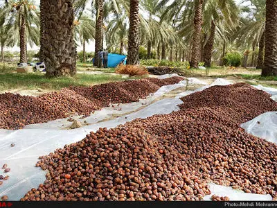 برداشت خرمای پاییزه در بم کرمان 