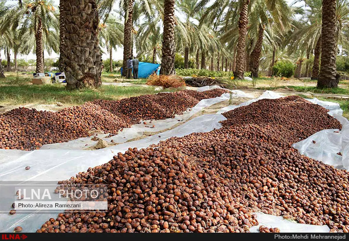 صدور ۴۵۹ گواهینامه انطباق صادراتی خرما