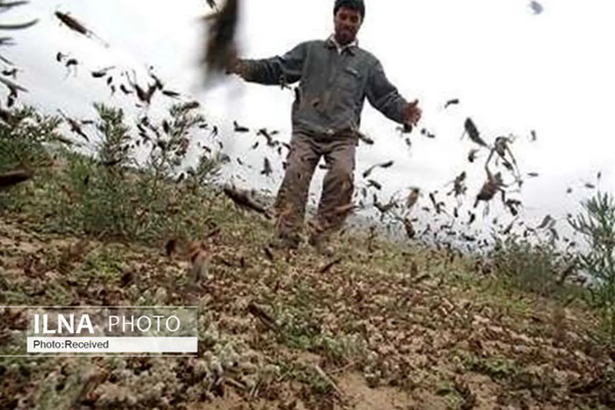 ملخ‌های مراکشی بالدار در حال پرواز به سمت باغات و مزارع سبز/ کاهش بارندگی سطح مبارزه با ملخ‌های بومی را افزایش می‌دهد