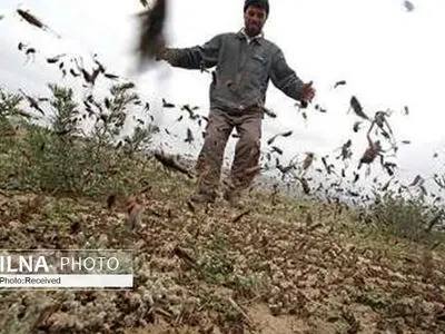 کاهش بارندگی در عربستان خطر حمله ملخ های خارجی را کاهش داد