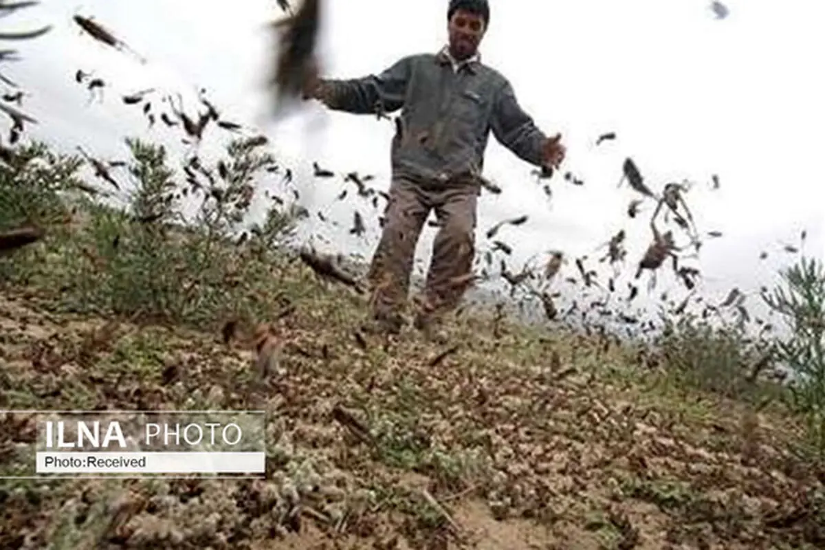 احتمال ورود ملخ‌های صحرایی از اسفندماه به کشور/ تخصیص ۵۰ میلیارد برای مبارزه