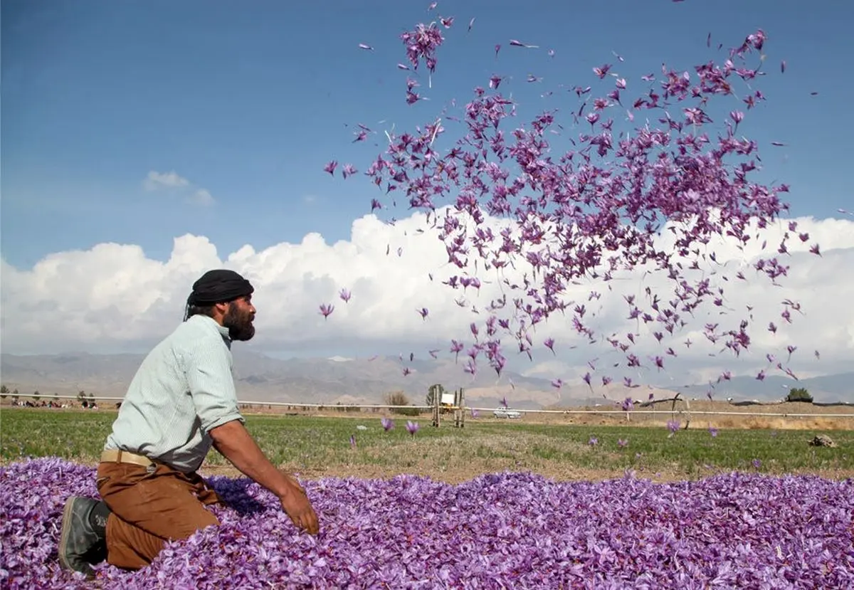 خسارت هزار میلیارد ریالی سرما به باغات زعفران خراسان رضوی