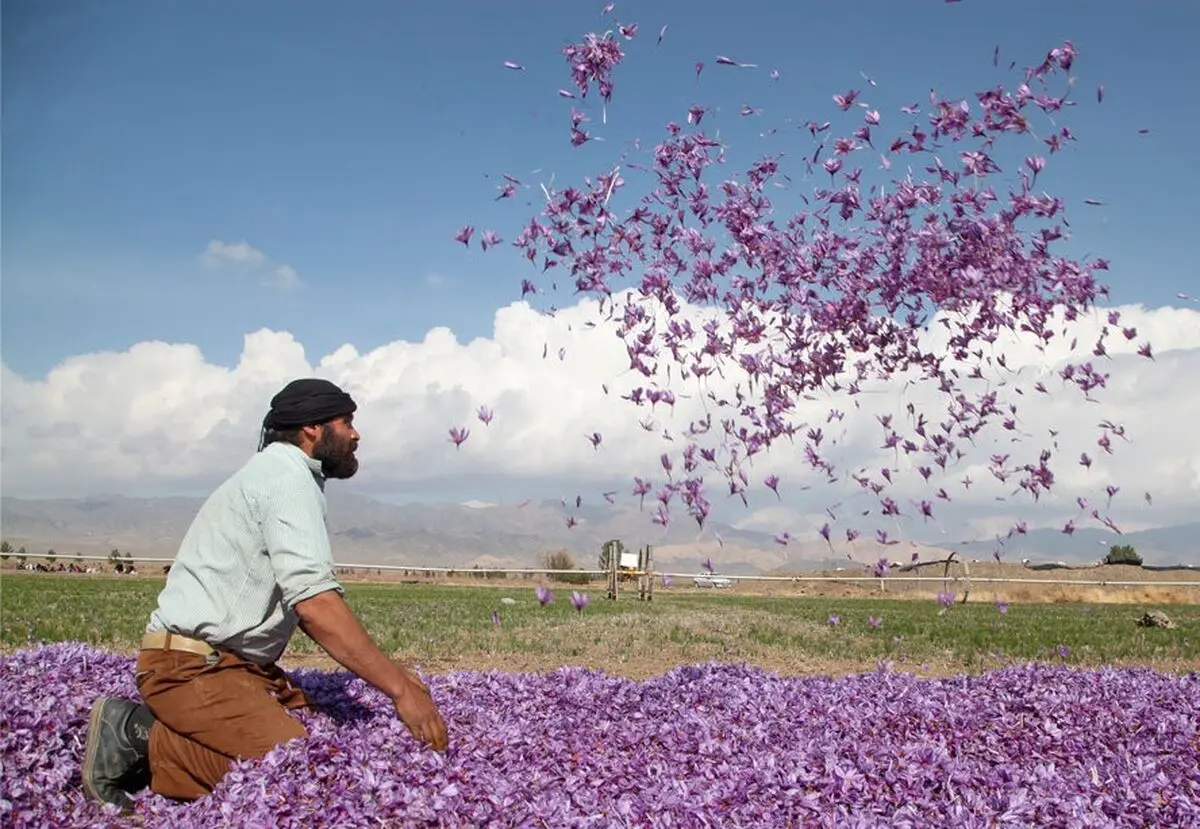 خسارت هزار میلیارد ریالی سرما به باغات زعفران خراسان رضوی