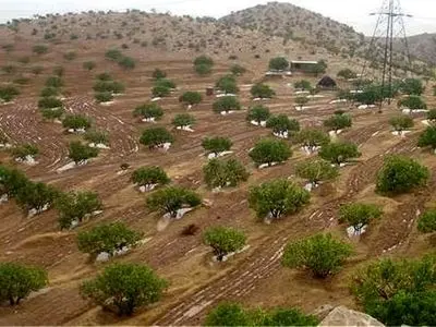  ورود بزرگترین انجیرستان دیم جهان به مرحله گرده‌افشانی