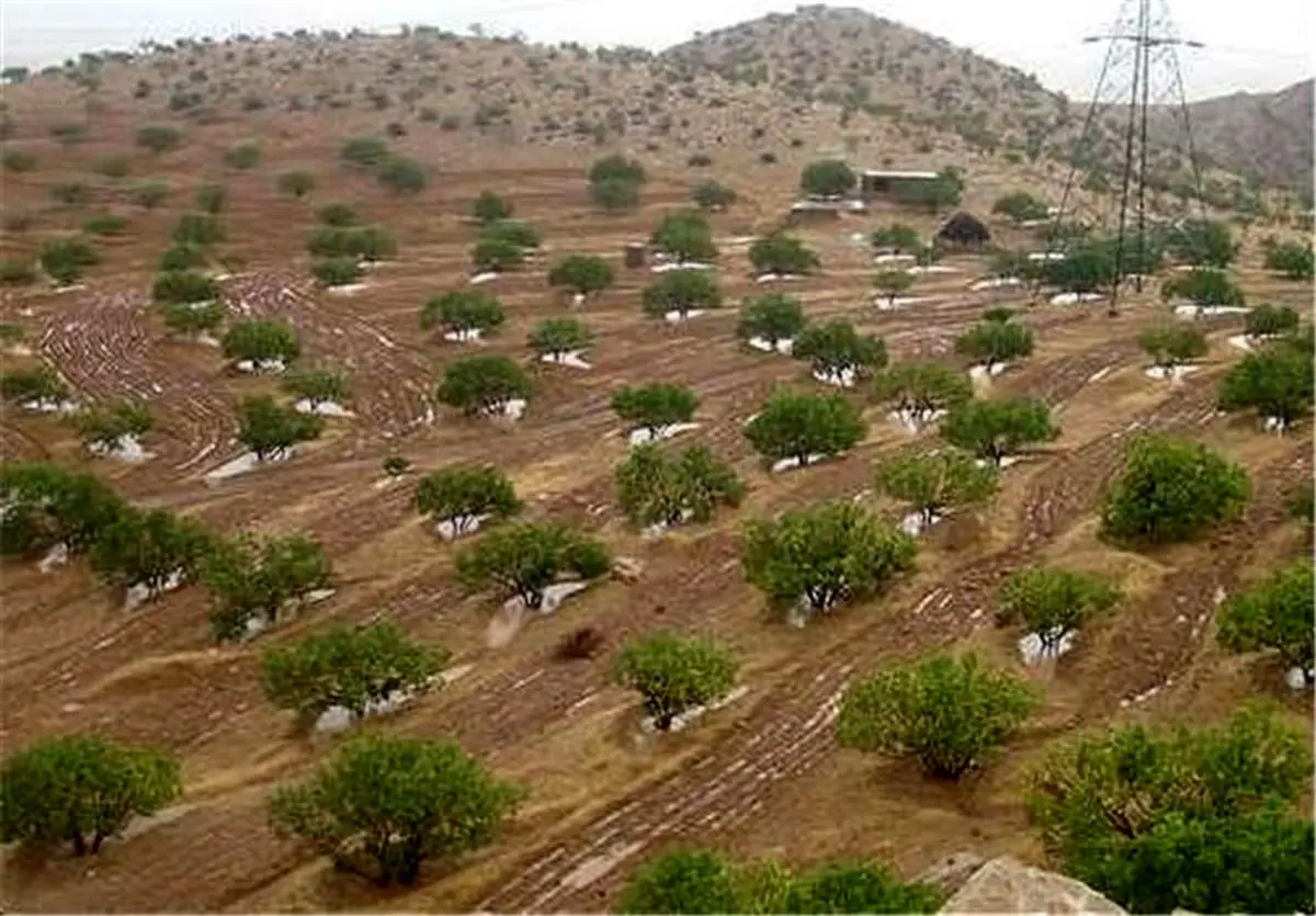  ورود بزرگترین انجیرستان دیم جهان به مرحله گرده‌افشانی