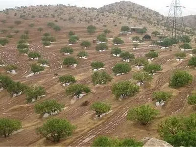  ورود بزرگترین انجیرستان دیم جهان به مرحله گرده‌افشانی