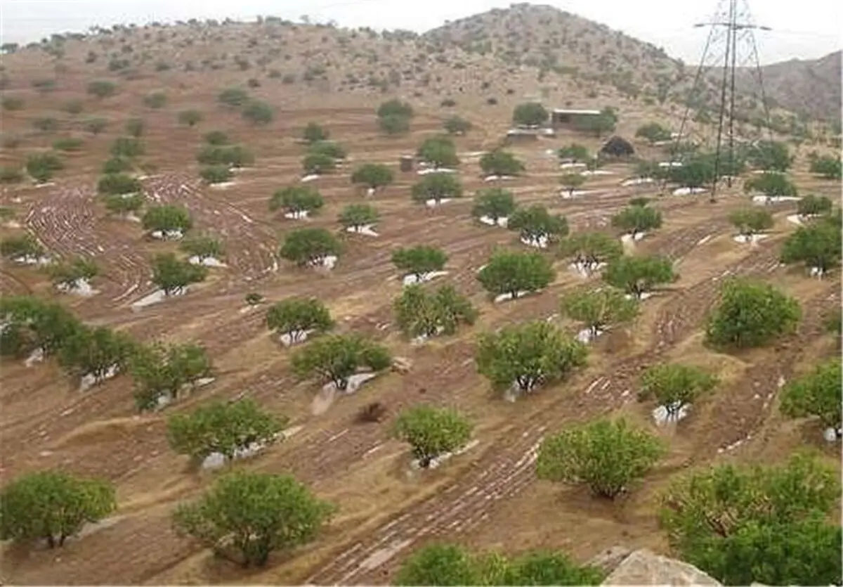  ورود بزرگترین انجیرستان دیم جهان به مرحله گرده‌افشانی