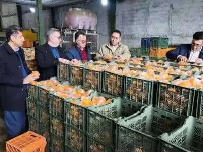 آغاز توزیع میوه شب عید در میادین تره بار