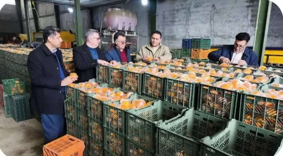 آغاز توزیع میوه شب عید در میادین تره بار