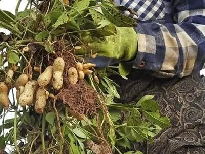 آغاز برداشت بادام زمینی در مناطق مختلف گیلان