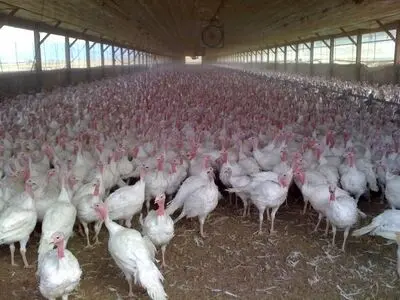 قزوین در جایگاه سوم تولید گوشت بوقلمون کشور قرار دارد