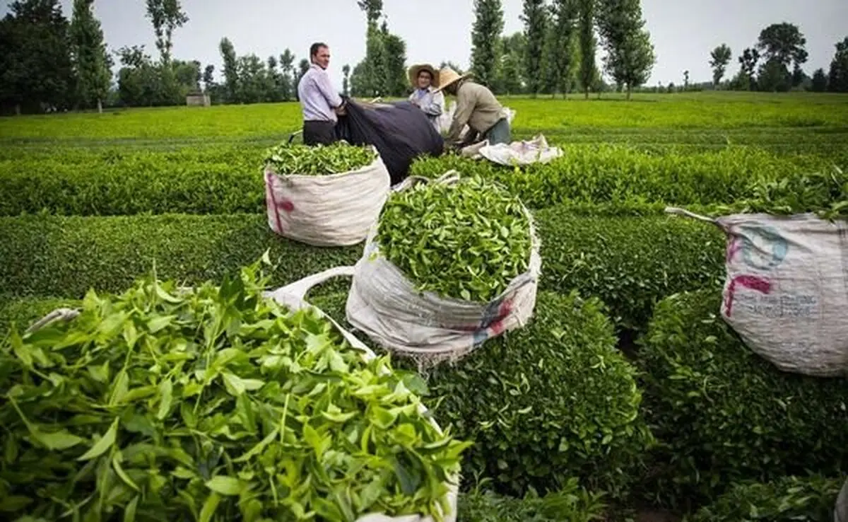 کشت چای برای چای کاران و کشاورزان مقرون به صرفه نیست/ دولت زمینهای مخروبه منابع طبیعی را به چای کار‌‌ان واگذار کند