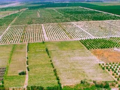 ٣۵٠٠ هکتار از اراضی شهرستان های هامون و نیمروز به چرخه تولید بازگشت 