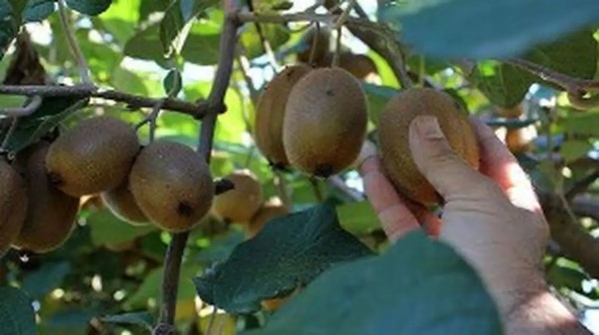 برداشت ۱۸۰ هزار تن کیوی در گیلان