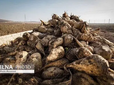 آغاز برداشت چغندرقند در 1000 هکتار از اراضی کشت و صنعت مغان