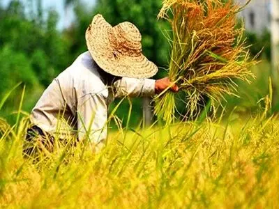 حمایت از تولید داخل و ساماندهی واردات