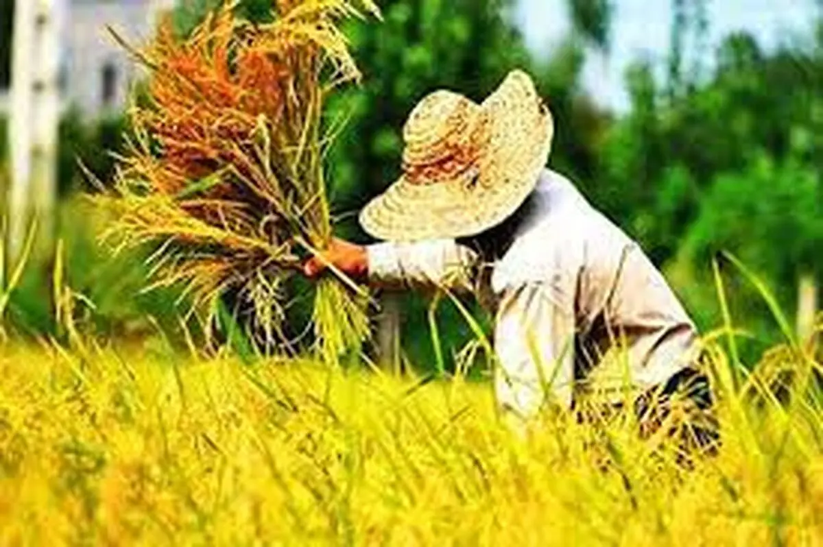 ۲۲۷ هزار هکتار از اراضی شالیزاری گیلان برداشت شد