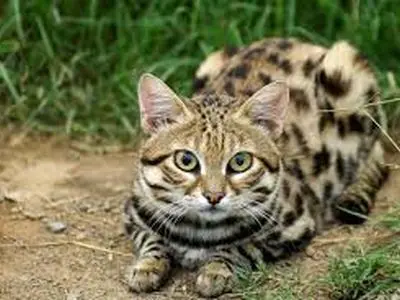 نجات گربه‌ای که سه روز در داشبورد خودرو گرفتار بود! + فیلم