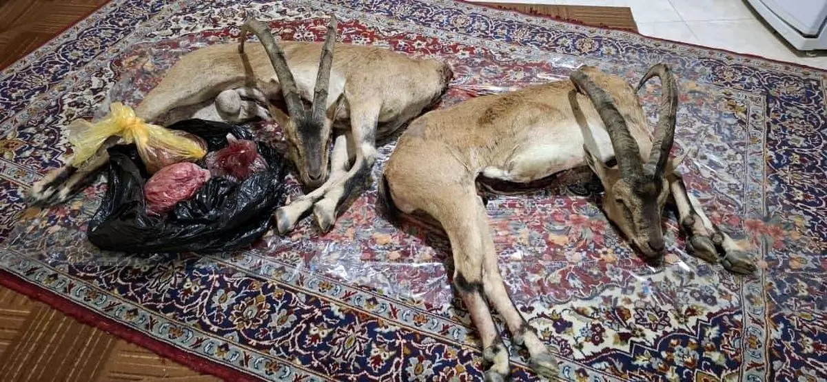 دستگیری شکارچیان غیرمجاز با کشف لاشه دو کل وحشی