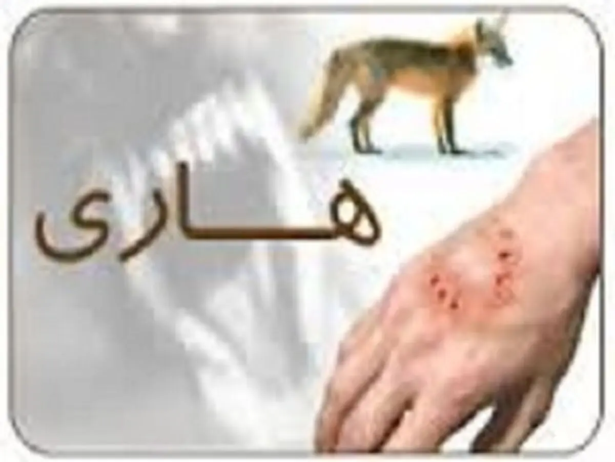 مرگ 5 نفر بر اثر بیماری هاری در زابل/ 1200 مورد حیوان گزیدگی در سیستان
