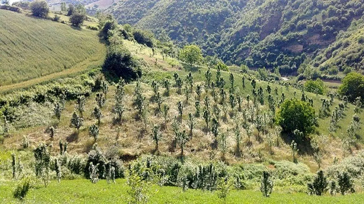 جنگل‌های استان با کمبود ۱٠۶ قُرُق بان روبرو است
