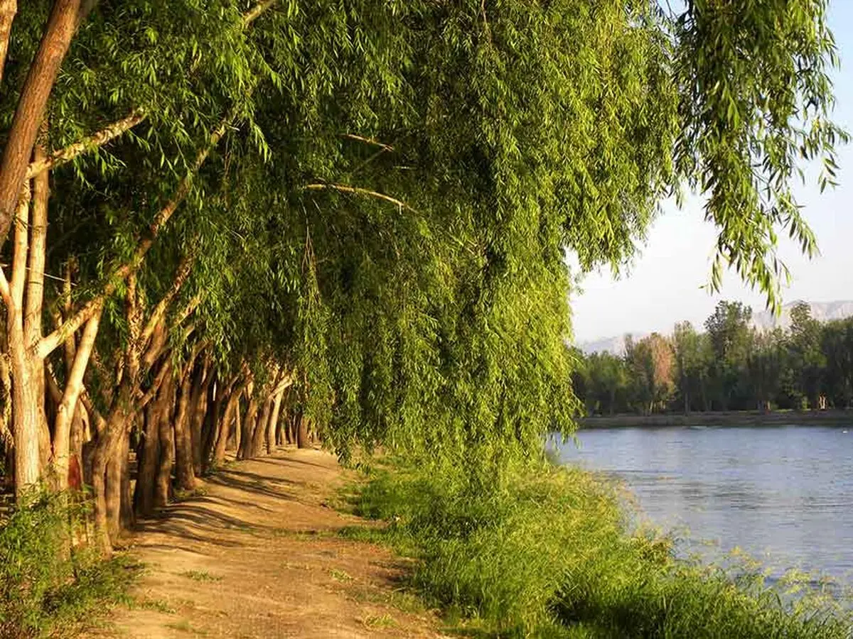 بسته شدن راه های اصلی ناژوان در روزهای سه شنبه و چهارشنبه/ پیشگیری از بروز آتش سوزی یا حوادث ناشی از چهارشنبه سوری/فقط 30 درصد ناژوان در اختیار شهرداری است