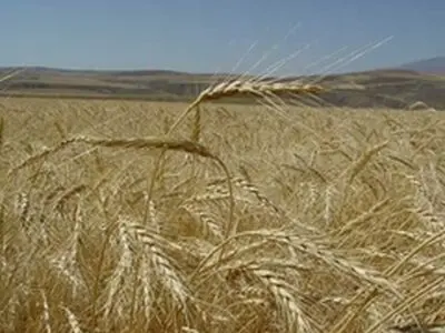 ۲۲۰میلیارد تومان تسهیلات برای حمایت ازکشت محصولات پائیزه درآذربایجان شرقی اختصاص یافت