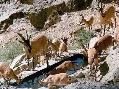 حیات وحش هفتاد قله مشکل علوفه‌ای و کمبود غذا ندارد / غذادهی دستی به پرندگان نظم اکوسیستم تالاب میقان را به هم می‌زند 