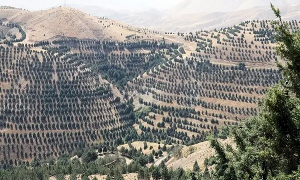 تولید سالانه ۴ میلیون تن اکسیژن با کاشت یک میلیارد درخت در ایران